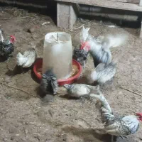 مرغ و خروس سبرایت پولک منظم|حیوانات مزرعه|شلمان, |دیوار