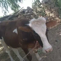 گاو دورگه .باگوساله نر .گوساله یکساله|حیوانات مزرعه|شوشتر, |دیوار