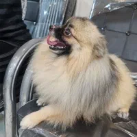 پامرهای شیطون وبازیگوش .پدرومادرو بچه هاش|سگ|سنگر, |دیوار