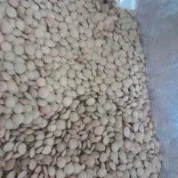 حبوبات|خوردنی و آشامیدنی|مرودشت, ژیان|دیوار