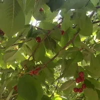 900متر ویلای باغ با انواع مختلف میوه و انگور تهران|فروش خانه و ویلا|تهران, افسریه|دیوار