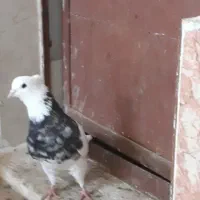 طوقی هفت رنگ