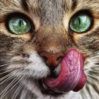 گربه