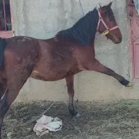 اسب مادیان‌