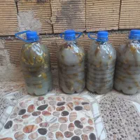 خیارشور