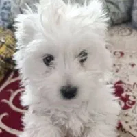 توله سگ سه ماهه شیتزو