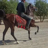 اسب ماده فروشی