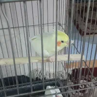 سلام فروشی|پرنده|حمیدیا, |دیوار