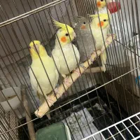 عروس هلندی خانگی دست اموز