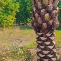 هرس کردن نخل خرما ونخل پالم