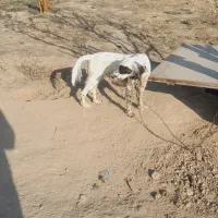 سگ شکاری دونبلانی حرفی|سگ|مینودشت, |دیوار