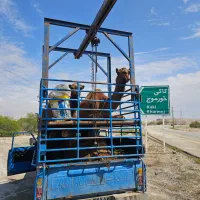 فروش صد نفر شتر ریز ودرشت|حیوانات مزرعه|شیراز, علی آباد|دیوار