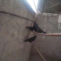 کبوتر سیاه آبادانی