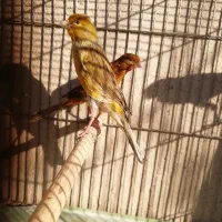 قناری نر مست|پرنده|شیراز, گلشن|دیوار