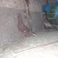 کبوتر