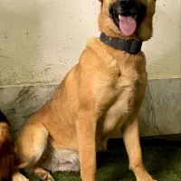 سگ مالنیوز ماده