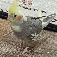 گمشده صوغان علی آباد به یابنده ۲ میلیون مژدگانی