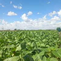 برگ زرد طلایی تن با کو