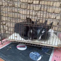 بچه خرگوش نروماده|موش و خرگوش|تربتحیدریه, پایانه مسافربری تربت حیدریه|دیوار