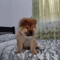 توله سه ماهه چاو چاو اصیل وارداتی|سگ|تهران, خرمشهر|دیوار