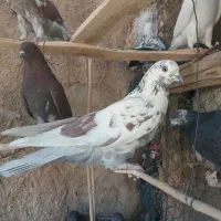 کبوتر|پرنده|شباب, |دیوار