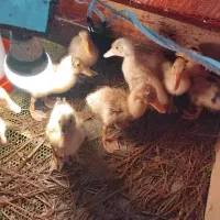 جوجه اردک نژاد پکنی گوشتی و تخمگذار