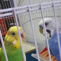مرغ عشق نرو ماده بالغ|پرنده|شیراز, سلطان آباد|دیوار