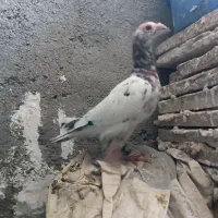 کفتر سار هفت رنگ|پرنده|مشهد, شهید معقول|دیوار