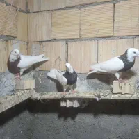 پرنده رنگی