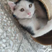 بچه گربه|گربه|لنجان, |دیوار