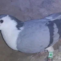 چند عدد کفتر قیمت مناسب|پرنده|میان ولایت, |دیوار