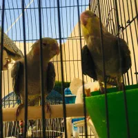 جوجه عروس هلندی و بالغ ماده