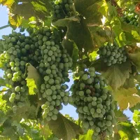 غوره آبدار درجه یک سبزوار  ابدار تحویل فردا صبح