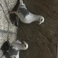 پشت گراف