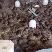 بلدرچین جوانه و تخم گذار فروشی