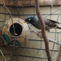 مرغ مینا نر و ماده بالغ و به شرط|پرنده|اصفهان, شاهزید|دیوار