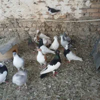 کبوتر|پرنده|بشاریات, |دیوار