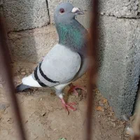 کبوتر پلاکی|پرنده|آبپخش, |دیوار
