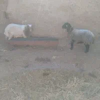 سلام شیشک خوش تخم فروشی|حیوانات مزرعه|فردوس (خراسان), |دیوار
