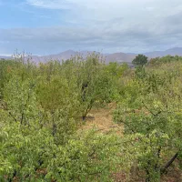 فروش باغ میوه در فشند