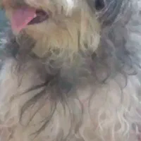 شیتزو نر|سگ|بندرعباس, |دیوار