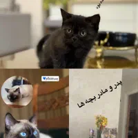 بچه گربه پرشین سیامی|گربه|گنبد کاووس, |دیوار