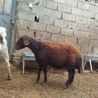 بز گوش دراز آبستن و میش ابستن|حیوانات مزرعه|ایجرود, |دیوار