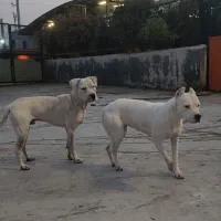 سگ شکار|سگ|بومهن, |دیوار