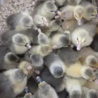 جوجه قوغاز اُکراینی