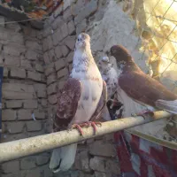 کفتر گرگی فوق پرشی تیپ دار