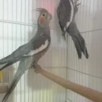 عروس هلندی جفت