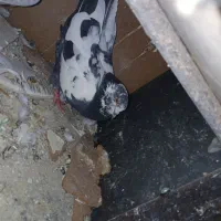 کفتر سرور.شازده آتیشی 10 جفت معاوضه با موتورمزاید|پرنده|نسیمشهر, |دیوار