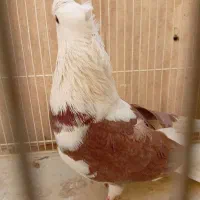 کبوتر  نرپشت تهرونی|پرنده|مشهد, ایثار|دیوار