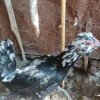 تخم مرغ نطفه دار گلین|حیوانات مزرعه|رامیان, |دیوار